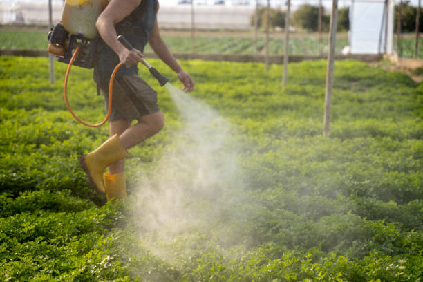 Best Mosquito Control Services  in Tokeneke, CT