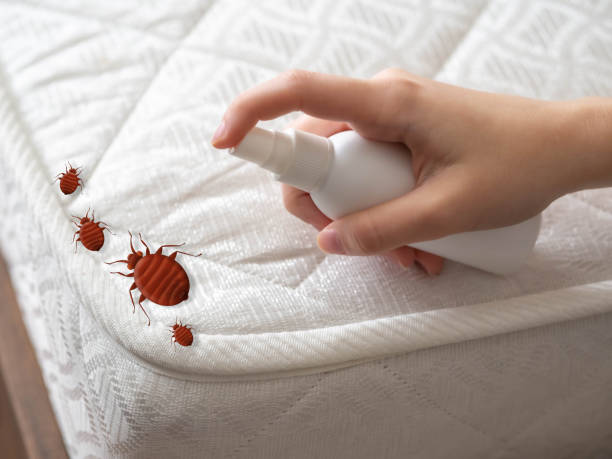 Best Local Pest Control Services  in Tokeneke, CT