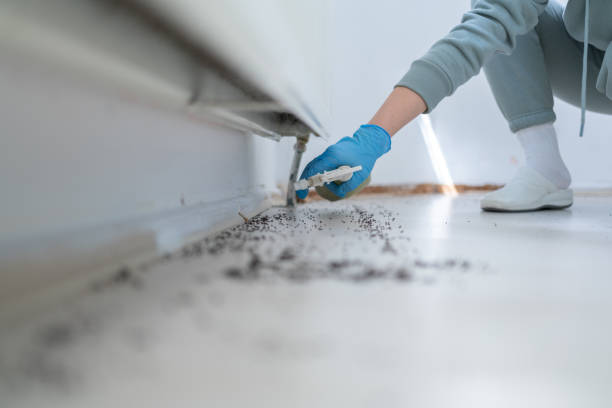 Flea Control Services in Tokeneke, CT